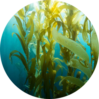 Seaweed-Derived Shell